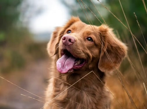 Chien